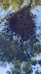 Myiopsitta monachus