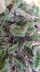 Astragalus turolensis