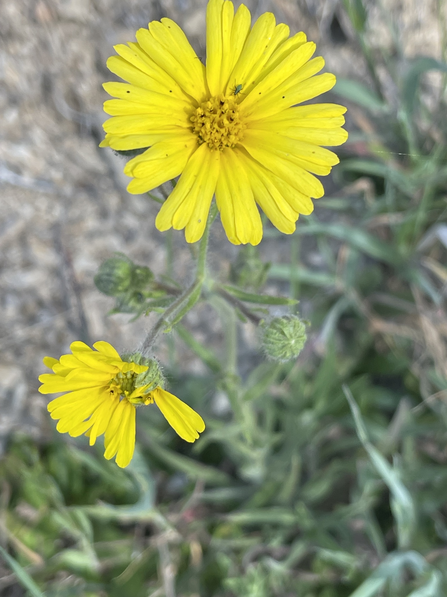 Madia elegans