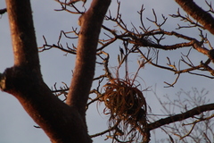 Tillandsia roland-gosselinii