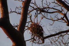 Tillandsia roland-gosselinii