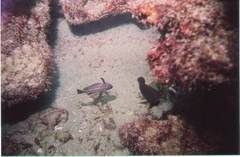 Pareques acuminatus