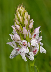 Dactylorhiza maculata