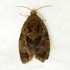 Clepsis listerana