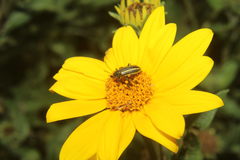 Astylus vittaticollis