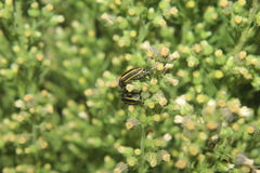 Astylus vittaticollis