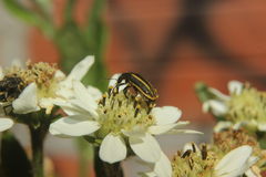 Astylus vittaticollis