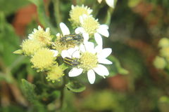 Verbesina boliviana