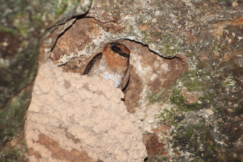 Golondrina pueblera