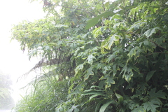 Montanoa grandiflora