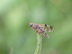 Tephritis matricariae