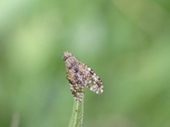 Tephritis matricariae