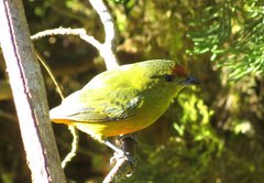 Euphonia imitans