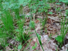 Carex leptonervia