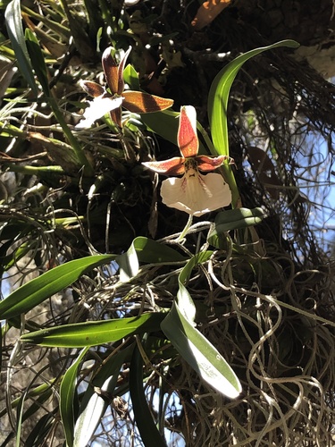 Prosthechea ghiesbreghtiana, photograph 1