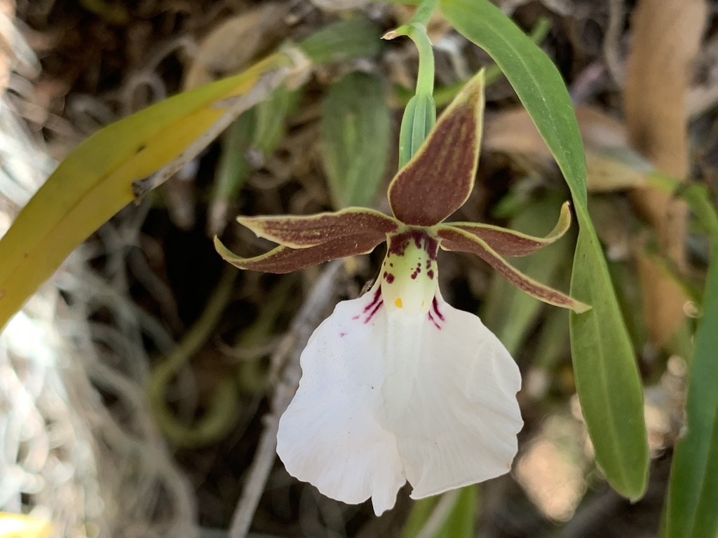 Prosthechea ghiesbreghtiana