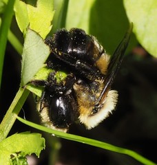 Osmia bucephala
