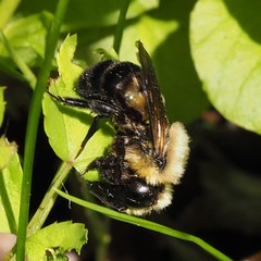 Osmia bucephala