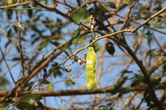 Lonchocarpus guatemalensis