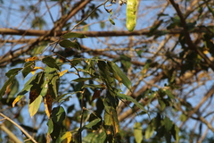 Lonchocarpus guatemalensis