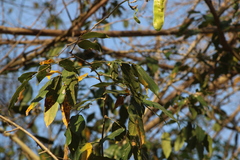 Lonchocarpus guatemalensis