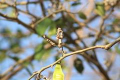 Lonchocarpus guatemalensis