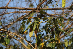 Lonchocarpus guatemalensis