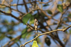 Lonchocarpus guatemalensis