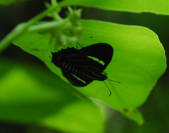 Parelbella nigra