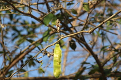Lonchocarpus guatemalensis