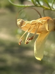 Eremophila maculata