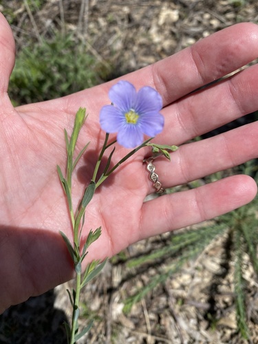 Linum pratense