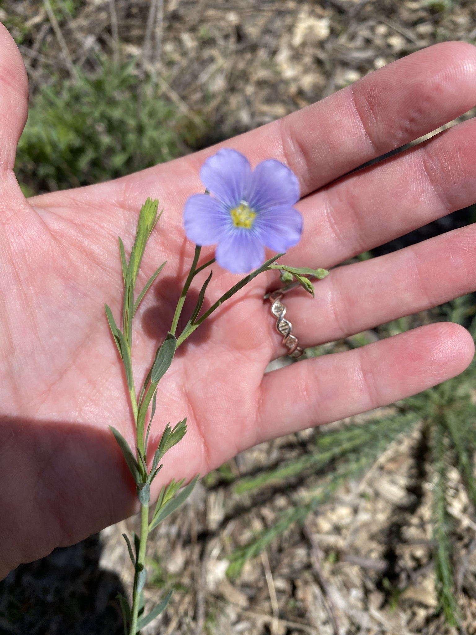 Linum pratense