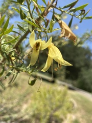 Eremophila maculata