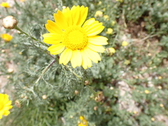 Glebionis coronaria
