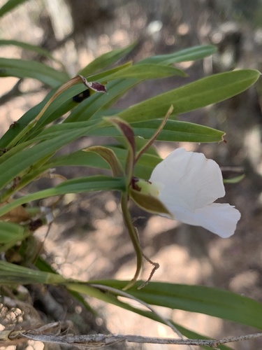 Prosthechea ghiesbreghtiana, photograph 3