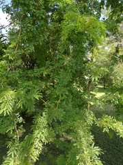 Vachellia seyal