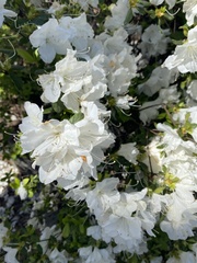 Magnoliopsida