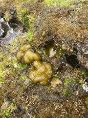 Colpomenia tuberculata