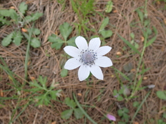 Anemone pavonina