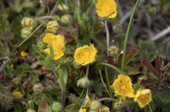 Potentilla heptaphylla