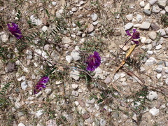 Vicia villosa
