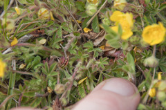 Potentilla heptaphylla
