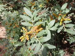 Pistacia lentiscus