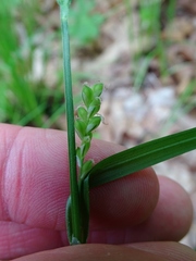 Carex leptonervia