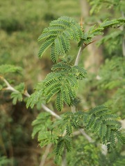 Vachellia seyal