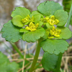 Chrysosplenium alternifolium
