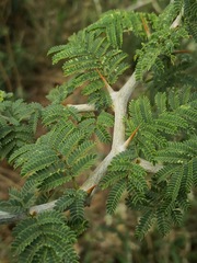 Vachellia seyal