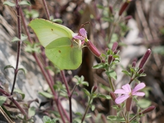 Gonepteryx cleopatra