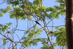 Cyanocompsa parellina